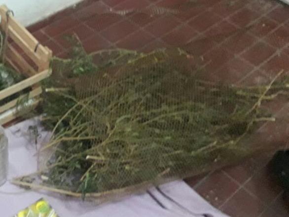 Allanaron una casa por hurto y encontraron una plantación de marihuana