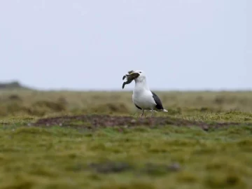 Una gaviota se comió de un sólo bocado a un conejo