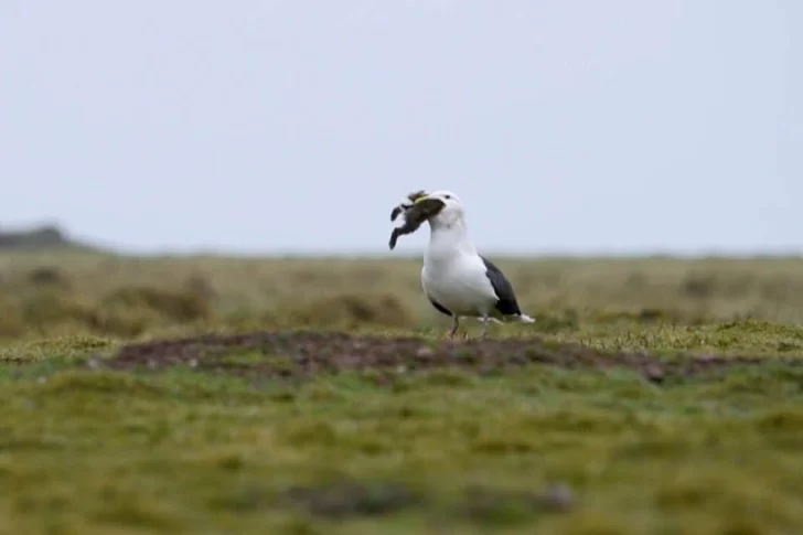 Una gaviota se comió de un sólo bocado a un conejo