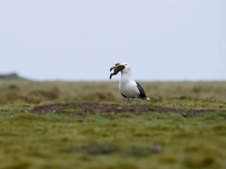 Una gaviota se comió de un sólo bocado a un conejo
