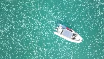 Las imágenes impactantes de medusas copando la costa de Israel