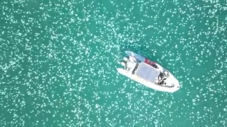 Las imágenes impactantes de medusas copando la costa de Israel