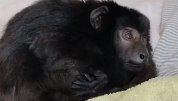 Allanaron una casa por ruidos molestos: había 37 personas, un mono en un armario y cocaína Allanaron una casa por ruidos molestos: había 37 personas, un mono en un armario y cocaína