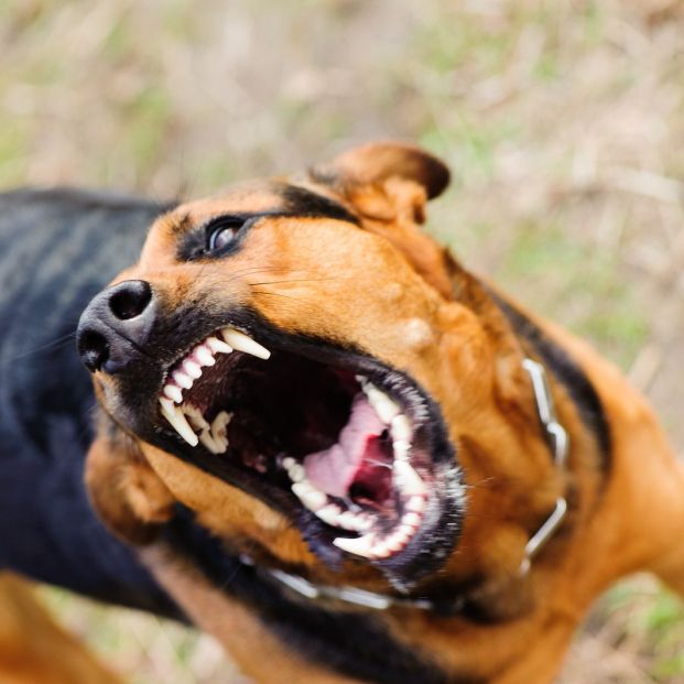 Un niño de 4 años y un hombre de 47 terminaron en el hospital al ser mordidos por perros