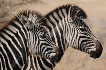 Científicos argentinos, primeros a nivel mundial en clonar in vitro embriones de cebra Científicos argentinos, primeros a nivel mundial en clonar in vitro embriones de cebra