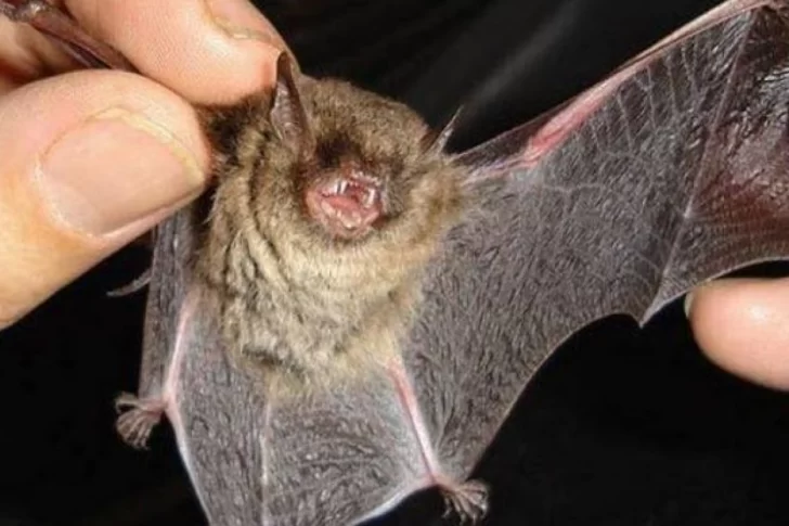 La aparición de murciélagos con rabia en San Luis demandó que se activaran los protocolos