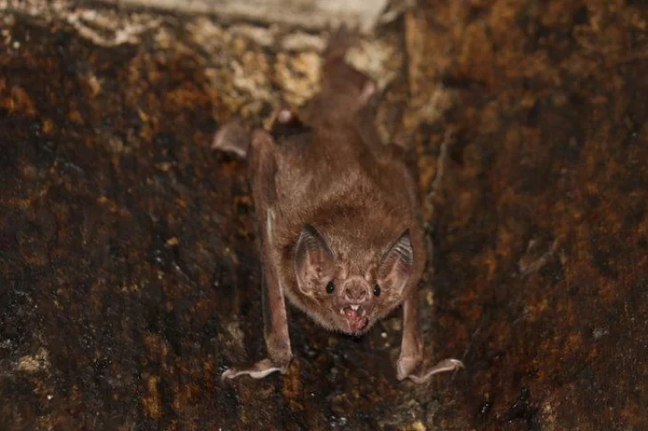 Encontraron murciélagos infectados con un nuevo tipo de coronavirus