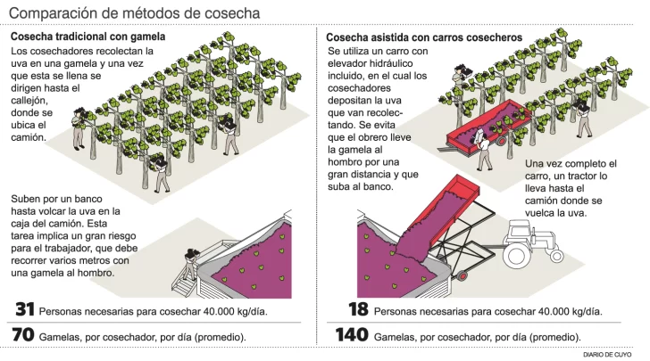En el inicio de cosecha, la gamela se paga un 30% más que en 2019