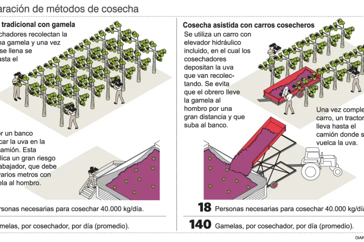 En el inicio de cosecha, la gamela se paga un 30% más que en 2019
