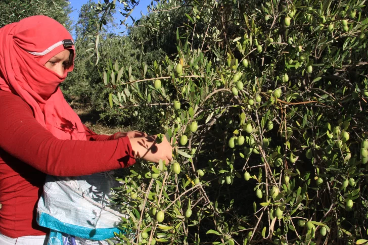 Cosechadores temporarios: San Juan va a adherir a decreto y no perderán plan social
