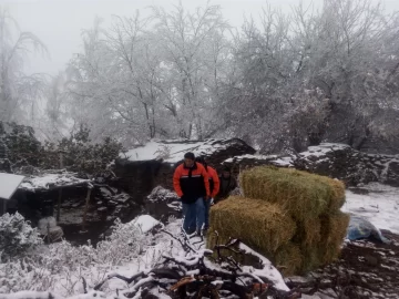 Al menos 20 animales murieron por las bajas temperaturas en Jáchal