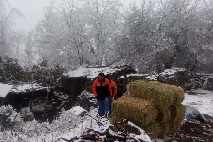 Al menos 20 animales murieron por las bajas temperaturas en Jáchal