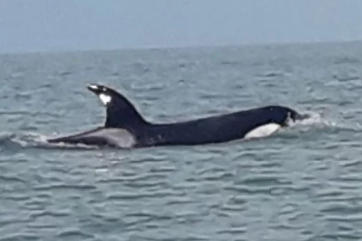 Después de los tiburones, apareció una orca en Monte Hermoso