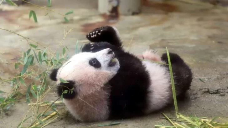 Locura por el nacimiento de un oso Panda