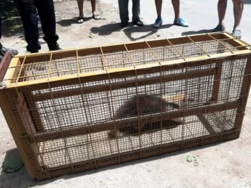 Rescataron a un oso melero que deambulaba por San Agustín Rescataron a un oso melero que deambulaba por San Agustín