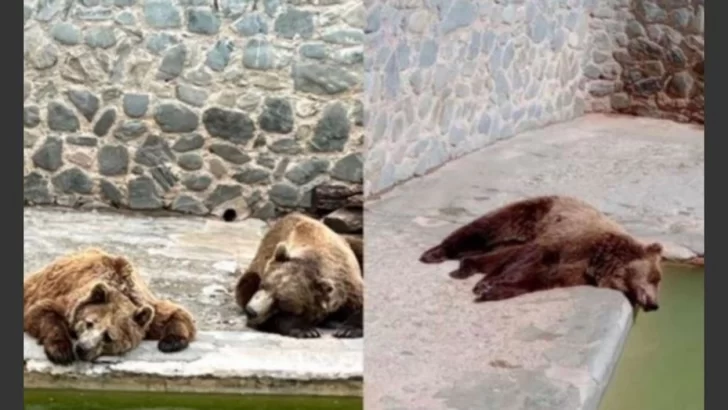 Organizaciones de defensa de animales reclaman cierre de una reserva en Tucumán Organizaciones de defensa de animales reclaman cierre de una reserva en Tucumán