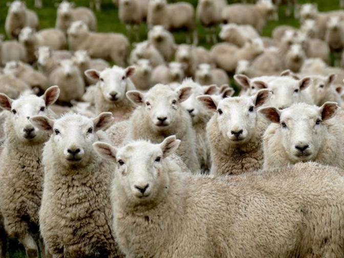 Un rebaño de 500 ovejas ‘devoró’ un cultivo de casi 300 kilos de marihuana: el curioso comportamiento Un rebaño de 500 ovejas ‘devoró’ un cultivo de casi 300 kilos de marihuana: el curioso comportamiento