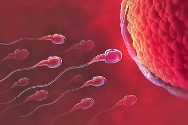 Científicos descubrieron que los óvulos pueden elegir el tipo de esperma que atraen