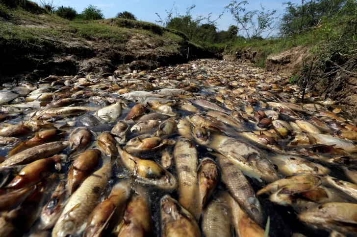 Murieron miles de peces en un río de Paraguay
