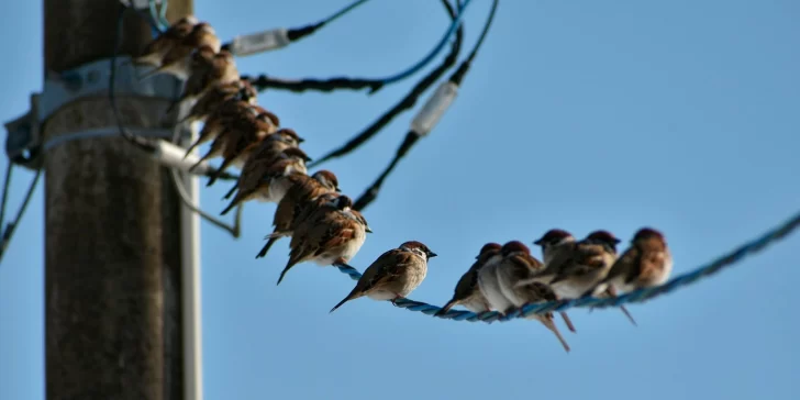 Las extrañas protestas contra los pájaros: creen que son drones del gobierno Las extrañas protestas contra los pájaros: creen que son drones del gobierno