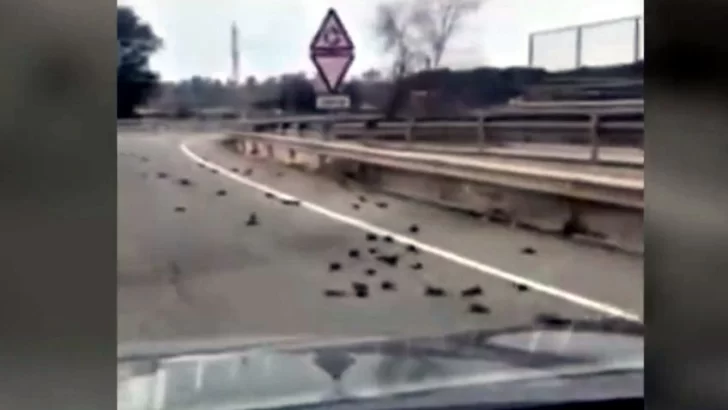 Cientos de pájaros cayeron muertos del cielo: mirá lo que ocurrió