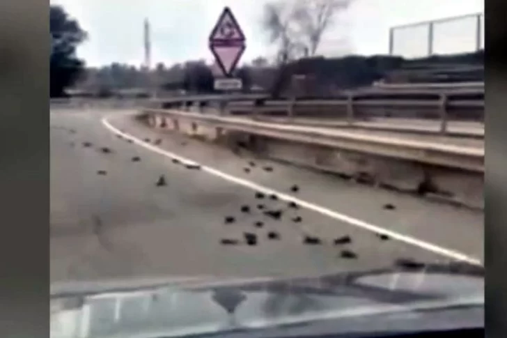 Cientos de pájaros cayeron muertos del cielo: mirá lo que ocurrió