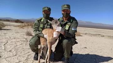 Rescataron una cría de guanaco que estaba deshidratada y sola en la Pampa del Leoncito Rescataron una cría de guanaco que estaba deshidratada y sola en la Pampa del Leoncito