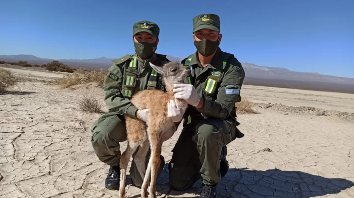 Rescataron una cría de guanaco que estaba deshidratada y sola en la Pampa del Leoncito Rescataron una cría de guanaco que estaba deshidratada y sola en la Pampa del Leoncito