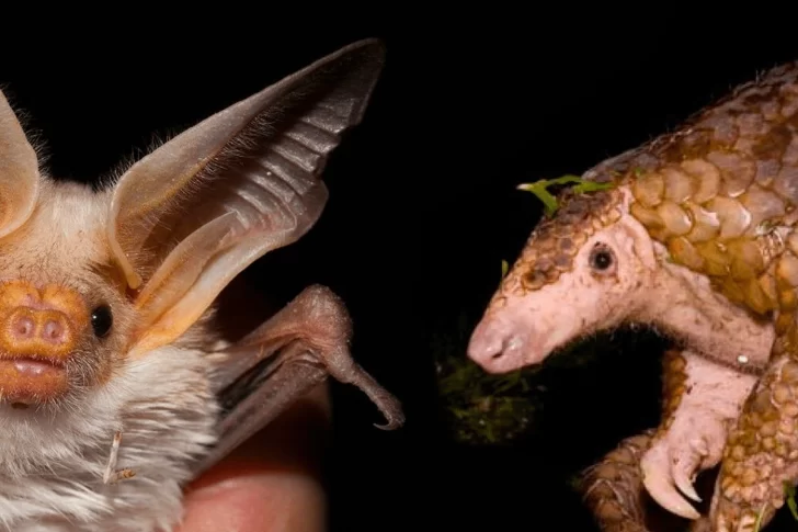 La OMS concluyó que la teoría del virus de laboratorio es “extremadamente improbable”