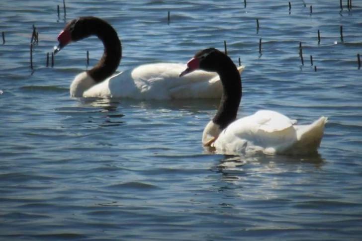 Salidas virtuales: una tarde diferente recorriendo las bellezas del Parque Sarmiento