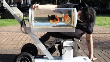 Creó una pecera con ruedas para poder pasear a sus mascotas Creó una pecera con ruedas para poder pasear a sus mascotas