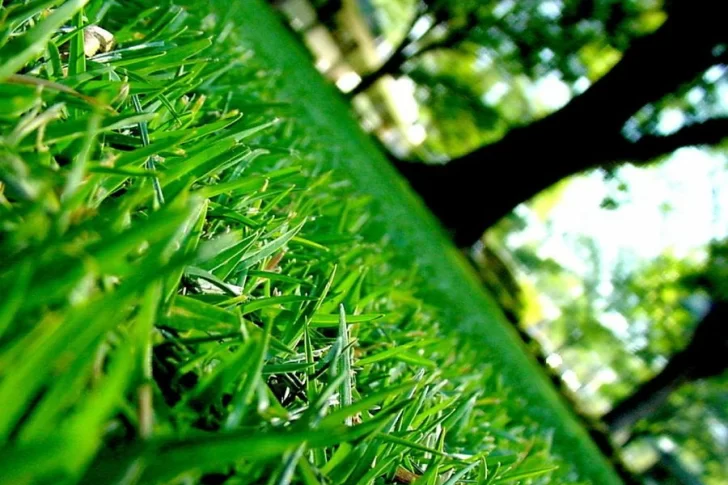 Verde que te quiero verde