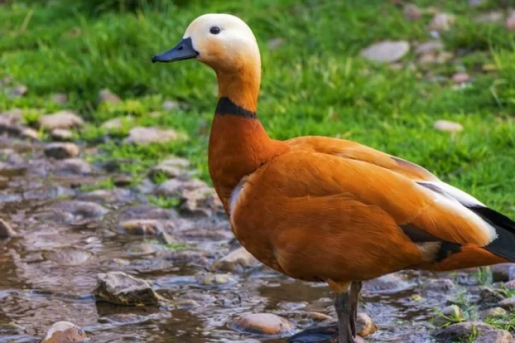 La imagen que esconde una mariposa, un pato y un murciélago
