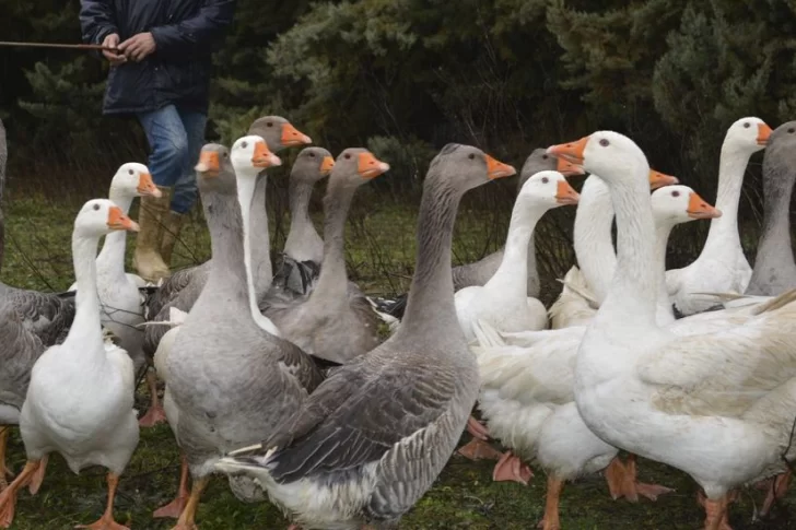 Por un brote de gripe aviar, sacrificaron a más de 200 mil patos
