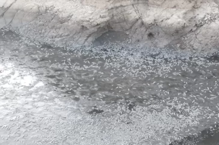 Alarma y enojo por la aparición de miles de peces muertos en el dique Los Cauquenes