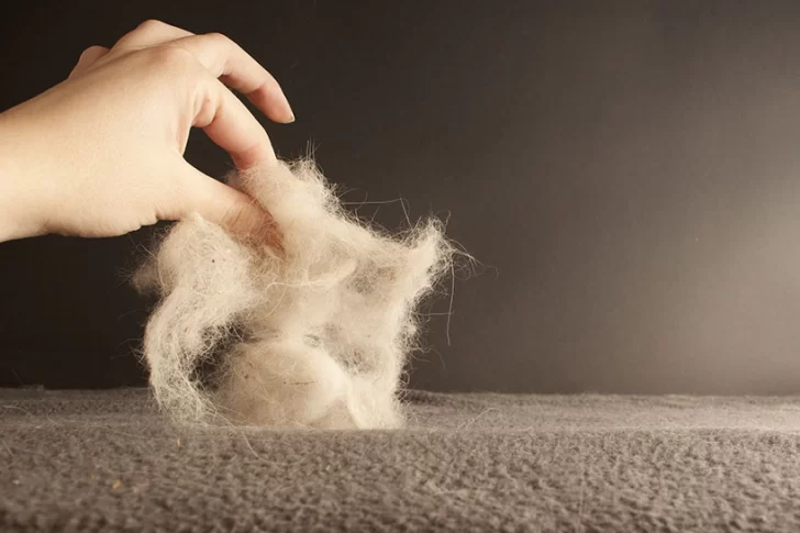 ¡Chau pelos de animales! Trucos para quitarlos de las telas
