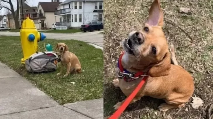 Abandonó a su perra con una mochila llena de juguetes, comida y una nota que se volvió viral