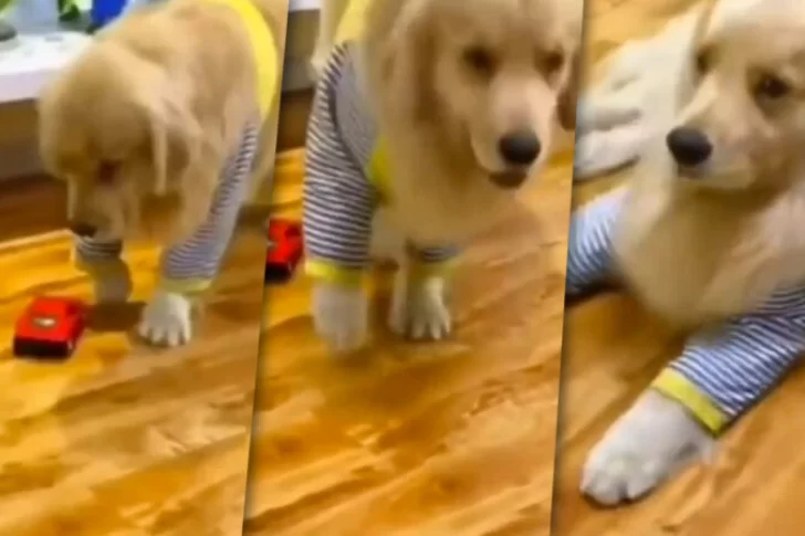 El perro que se hizo viral por su actuación al ser golpeado por un autito de juguete