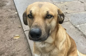 Sanjuaninos crearon un CV para dar a su perro en adopción y la descripción se viralizó Sanjuaninos crearon un CV para dar a su perro en adopción y la descripción se viralizó