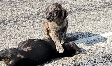 Se negó a separarse del cuerpo de su hermana que murió en un accidente Se negó a separarse del cuerpo de su hermana que murió en un accidente