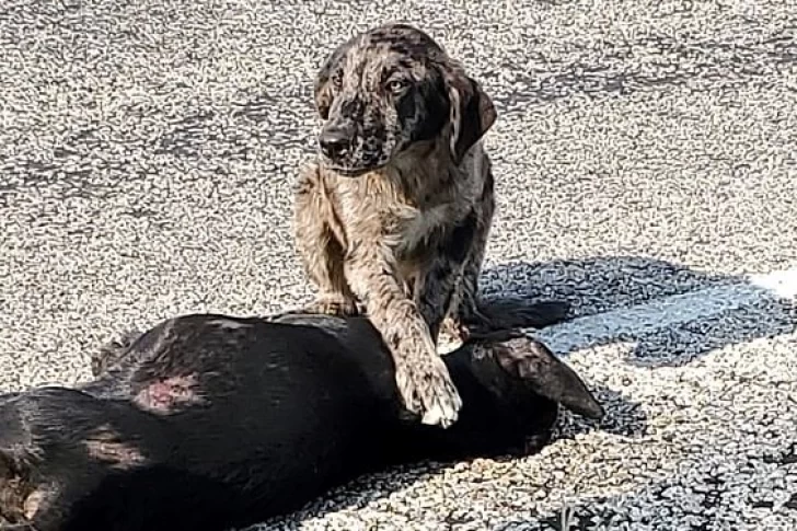 Se negó a separarse del cuerpo de su hermana que murió en un accidente