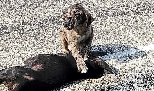Se negó a separarse del cuerpo de su hermana que murió en un accidente Se negó a separarse del cuerpo de su hermana que murió en un accidente