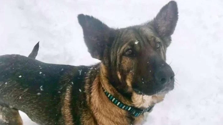 La increíble recuperación del perro con “pelaje de piedra” La increíble recuperación del perro con “pelaje de piedra”