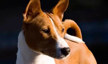 Iba en moto arrastrando a su perro, lo vio un policía y lo aprehendieron Iba en moto arrastrando a su perro, lo vio un policía y lo aprehendieron