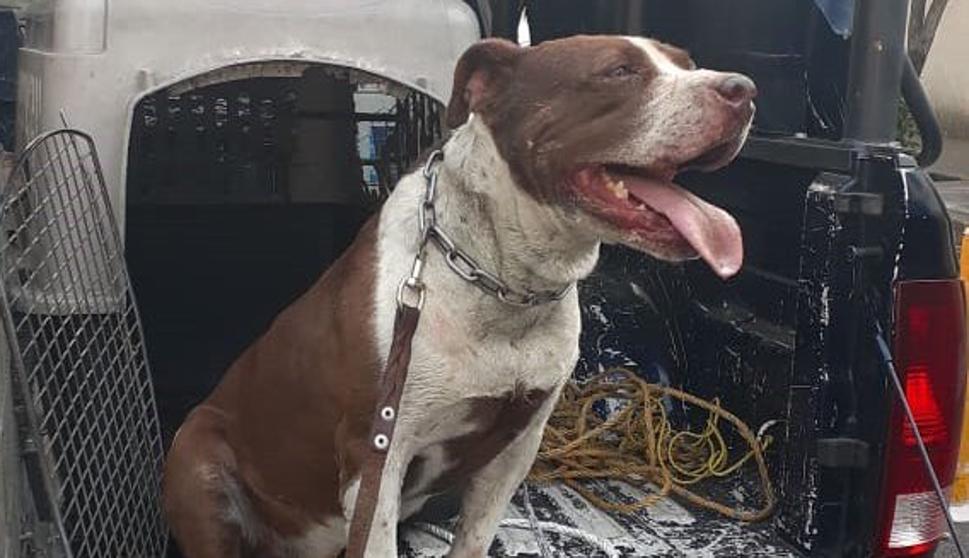 Iba en moto arrastrando a su perro, lo vio un policía y lo aprehendieron Iba en moto arrastrando a su perro, lo vio un policía y lo aprehendieron