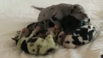 Insólito: nació un cachorrito con un color muy particular Insólito: nació un cachorrito con un color muy particular