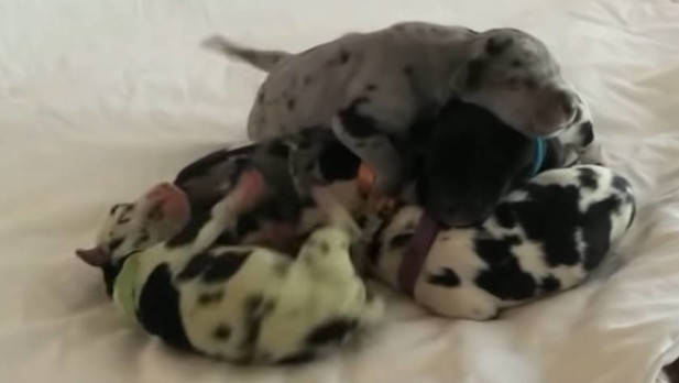 Insólito: nació un cachorrito con un color muy particular Insólito: nació un cachorrito con un color muy particular