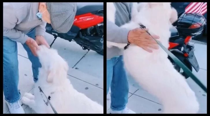 Emotiva reacción de un perro al reencontrarse con un vecino que estuvo enfermo Emotiva reacción de un perro al reencontrarse con un vecino que estuvo enfermo