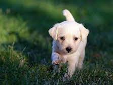 La reacción de un perro a la “palabra mágica” para salir a pasear se hizo viral