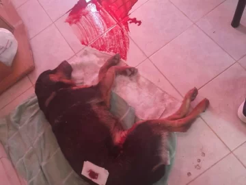 Conmoción en un barrio de Rawson por un vecino que mató a un perro de un tiro Conmoción en un barrio de Rawson por un vecino que mató a un perro de un tiro